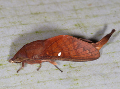 Suana concolor