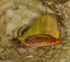 Radhica elisabethae