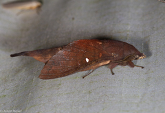 Suana concolor