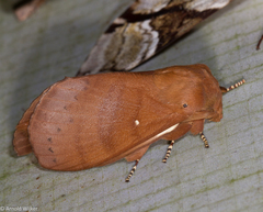 Kunugia austroplacida