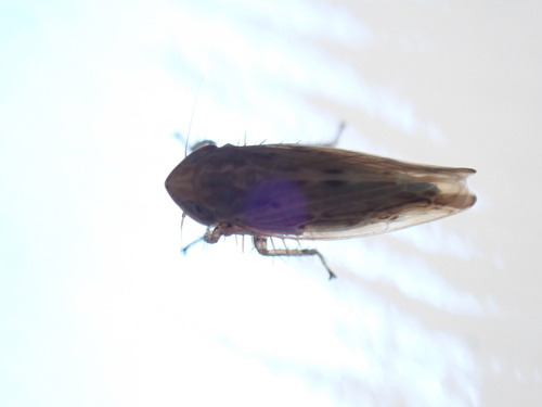 Mocydiopsis attenuata