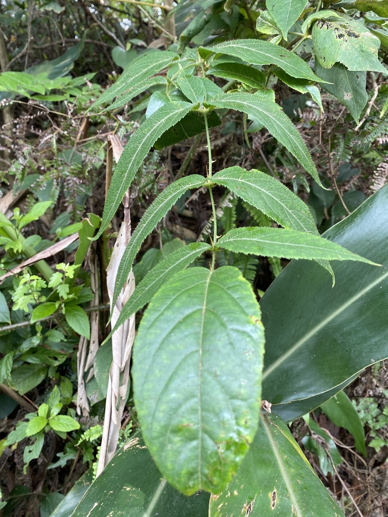 Aralia armata from 臺灣島, 石門區, NWT, TW on August 12, 2023 at 03:05 PM by ...