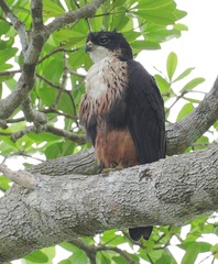 Rufous-Bellied Eagle photo 5