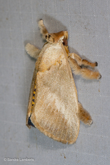 Scopelodes pallivittata