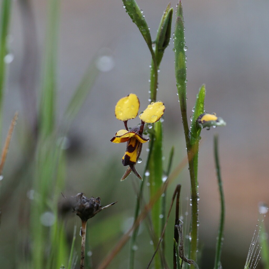 Diuris segregata