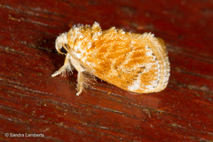 Narosa velutina