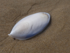 Sepia mestus