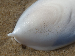 Sepia mestus