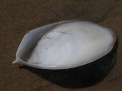 Sepia mestus