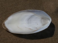 Sepia mestus