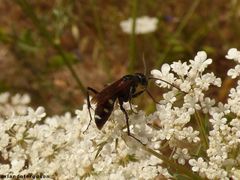 Cryptocheilus fabricii