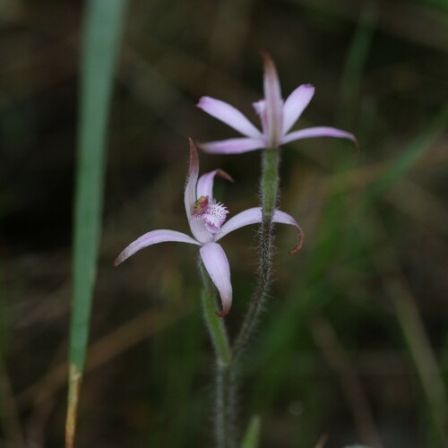 Image of Caladenia hirta by (c) Hugo Innes, some rights reserved (CC BY)