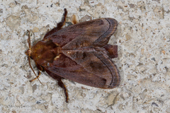 Phocoderma velutina