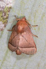 Praesetora albitermina