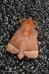 Praesetora albitermina