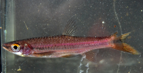 Porthole rasbora (Rasbora cephalotaenia) — Cyprinidae — 5
