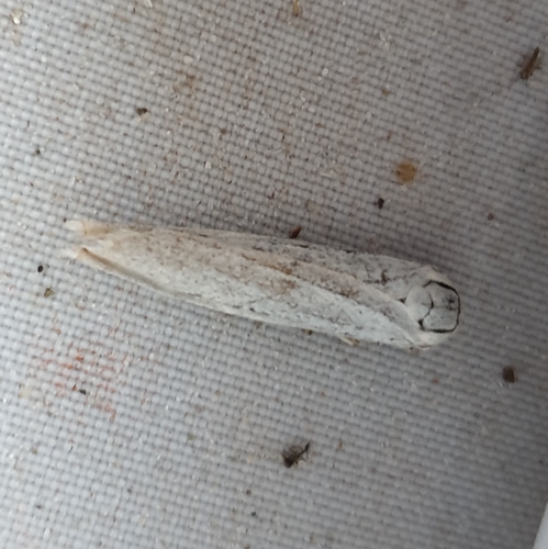 Speckled Footman, 1797 SL Den Hoorn Texel, Nederland, photo 10 of 10