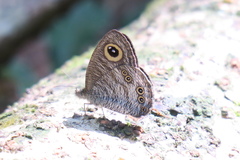 Ypthima horsfieldii humei