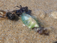 Glaucias