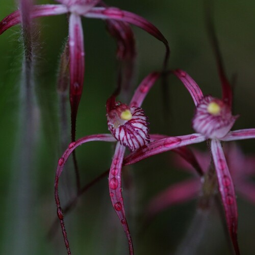 crimson spider orchid (Caladenia footeana)