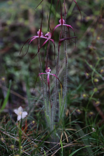 Image of Caladenia footeana by (c) Hugo Innes, some rights reserved (CC BY)