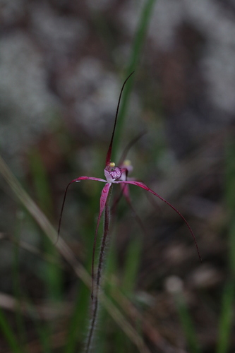 Image of Caladenia footeana by (c) Hugo Innes, some rights reserved (CC BY)