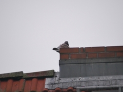Columba livia domestica
