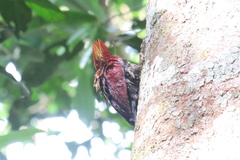 Chrysophlegma miniaceum