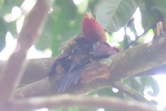 Chrysophlegma miniaceum