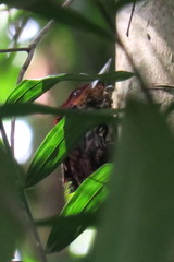 Chrysophlegma miniaceum