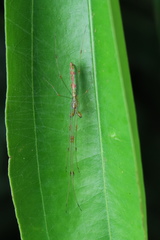 Tetragnatha hasselti