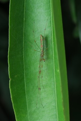Tetragnatha hasselti