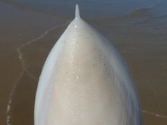Sepia mestus
