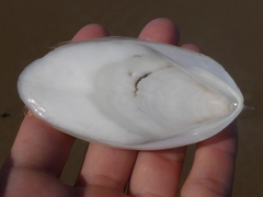Sepia mestus