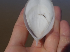 Sepia mestus