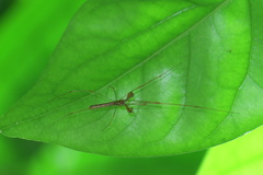 Tetragnatha hasselti