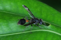 Ropalidia sumatrae