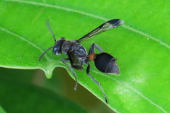 Ropalidia sumatrae
