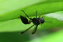 Ropalidia sumatrae