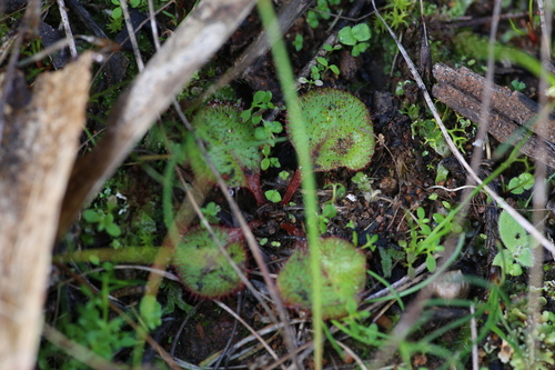 Drosera orbiculata