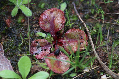 Drosera orbiculata