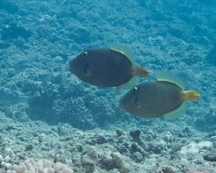 Cantherhines dumerilii