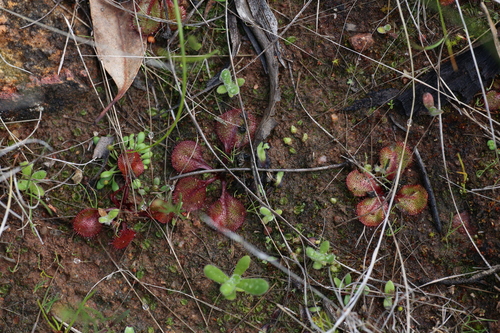 Drosera orbiculata