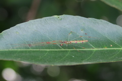Tetragnatha hasselti