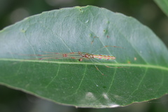 Tetragnatha hasselti