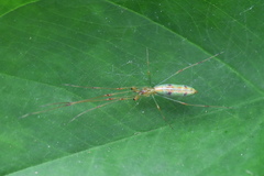 Tetragnatha hasselti