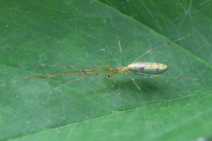 Tetragnatha hasselti