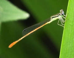 Agriocnemis falcifera