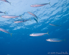 Decapterus macarellus