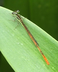 Agriocnemis falcifera